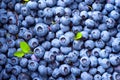 Blueberry background. Ripe blueberries closeup