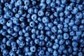 Blueberry background. Ripe and juicy fresh picked bilberries close up.Top view or flat lay. Royalty Free Stock Photo
