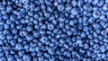 Ripe and juicy fresh picked blueberries closeup