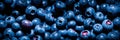 Blueberry background. Texture of fresh ripe blueberries close-up.