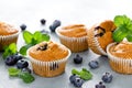 Blueberry banana muffins with fresh berries Royalty Free Stock Photo