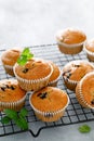 Blueberry banana muffins with fresh berries Royalty Free Stock Photo