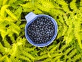 Blueberry berries in blue cup in green fern