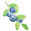 Blueberry berries on a branch with green leaves, watercolor painting. Botanical illustration. Royalty Free Stock Photo