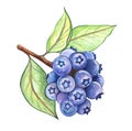 Blueberry berries on a branch with green leaves, watercolor painting. Botanical illustration. Royalty Free Stock Photo