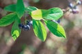 Blueberry berries on a blueberry bush, forest dark blue blueberries grow on a twig with green leaves in a forest or Royalty Free Stock Photo