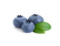 Blueberry berries with green leaves isolated on a white background. Blueberry close up Royalty Free Stock Photo