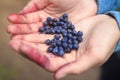 Blueberry berries in the hands of the girl close-up. Hands in blueberry juice.