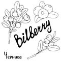 Blueberry berries sketch vector illustration. The image of the contour of branches and bunches. Hand drawn. Isolated on white