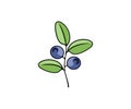 Blueberry, berries, vector design and illustration. Bilberry, huckleberry, whortleberry, food and nature, icon