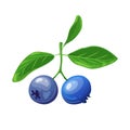 blueberry berry cartoon vector illustration