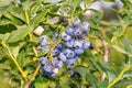 Blueberry berry collected in a bunch of close-ups on a green bush. Nutrition Nutrition Concept Royalty Free Stock Photo