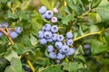 Blueberry berry collected in a bunch of close-ups on a green bush. Nutrition Nutrition Concept Royalty Free Stock Photo
