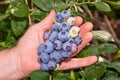 Blueberry berry collected in a bunch of close-ups on a green bush. Nutrition Nutrition Concept Royalty Free Stock Photo