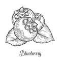 Blueberry berry, fruit, leaf, plant. Superfood organic berry. Engraved hand drawn