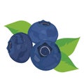 blueberry berry schematically drawn Royalty Free Stock Photo