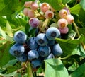 blueberry blackberry black fruit fruit healthy food healthy