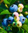 blueberry blackberry black fruit fruit healthy food healthy