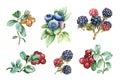Blueberry, blackberry and cowberry watercolor illustration set. Variety of wild juicy and tasty organic berries collection.