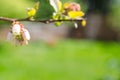 Blueberry blossoms with copyspace Royalty Free Stock Photo