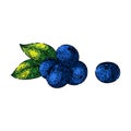 blueberry blue pile sketch hand drawn vector