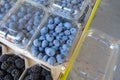 Blueberry blueberries