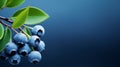 Blueberry branch with green leafs on dark blue background. Blueberries food texture photography.