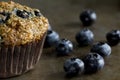 Blueberry Bran Muffin with Blueberries Royalty Free Stock Photo