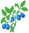 Blueberry branch