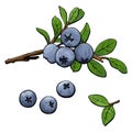 Blueberry branch and berries Royalty Free Stock Photo