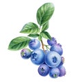 Blueberry branch, berries and leaves on an isolated white background. Watercolor botanical illustration Royalty Free Stock Photo