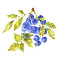 Blueberry branch. Berries and leaves on white background. Watercolor illustration Royalty Free Stock Photo