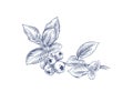 Blueberry branch in engraving style Royalty Free Stock Photo