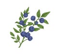 Blueberry branch with fresh ripe bilberries and leaves. Vintage botanical drawing of wild wimberry drawn in retro style