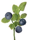 Blueberry branch with three dark berries