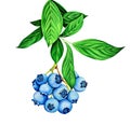 Blueberry branch isolated on white background. Botanical illustration. Royalty Free Stock Photo
