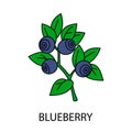 Blueberry Branch with leaves and berries. Forest painted berry. Vector illustration of Bilberry.