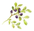 Blueberry branch with leaves and berries. Watercolor Royalty Free Stock Photo