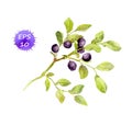 Blueberry branch with leaves and berries. Watercolor Royalty Free Stock Photo