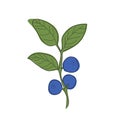 Blueberry branch minimalistic flat and line style.sprig of blueberries with leaves and berries