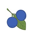 Blueberry branch minimalistic flat and line style.sprig of blueberries with leaves and berries Royalty Free Stock Photo