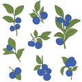 Blueberry branch set minimalistic flat and line style. sprig of blueberries with leaves and berries