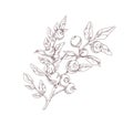 Blueberry branch sketch. Outlined botanical drawing of wild bilberry in vintage style. Detailed plant with berries and Royalty Free Stock Photo