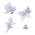 Blueberry branches in engraving style Royalty Free Stock Photo