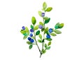 Blueberry branches with green sprigs and blue and purple berries on a white background, isolated on a white background Royalty Free Stock Photo