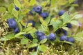 Blueberry branches scattered with berries on moss in the forest - super close up background  with shallow depth of field Royalty Free Stock Photo