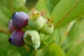 Blueberry bunch with ripening berries Royalty Free Stock Photo