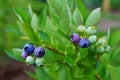 Blueberry bunch with ripening berries Royalty Free Stock Photo