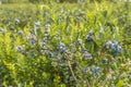 Blueberry Bush Royalty Free Stock Photo