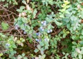 Blueberry bush, blue berries, bog vegetation, pine forest Royalty Free Stock Photo